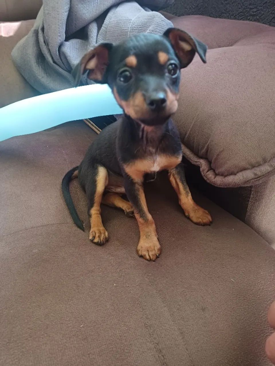 Pinscher Macho - Foto 2