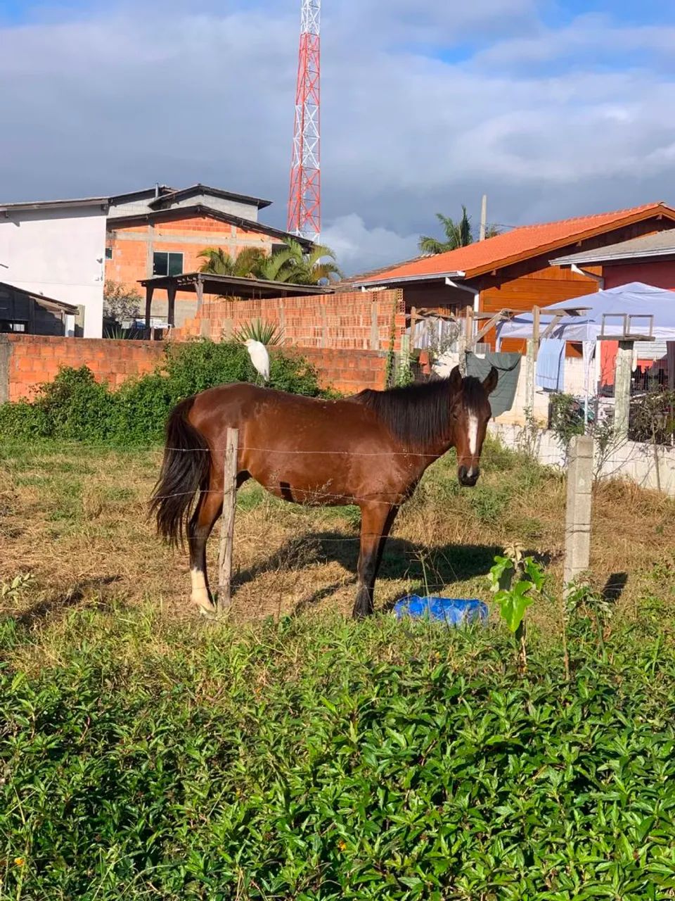 Cavalo mangalarga  - Foto 3