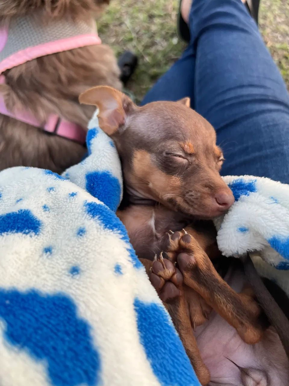 Pinscher mini  - Foto 4