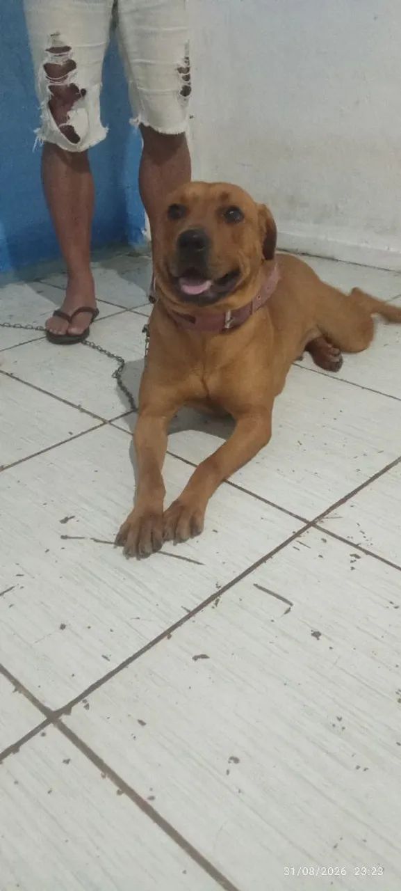 Doação de cachorro  - Foto 2