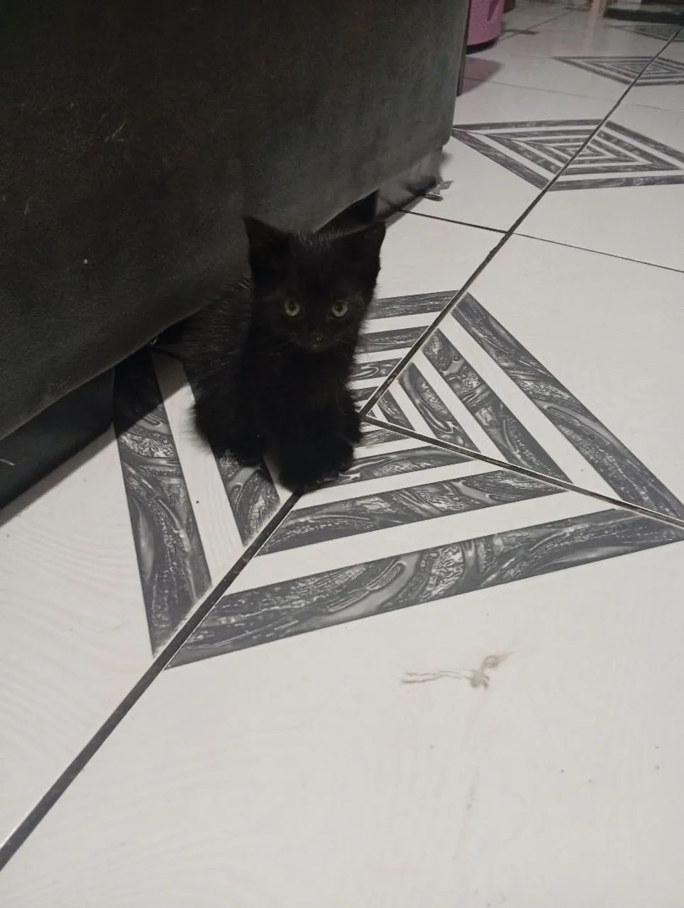 Gato mestiço persa com vira lata. - Foto 2