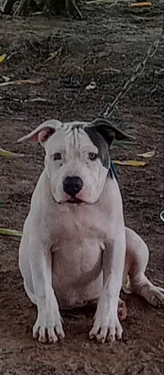 Vende-se pitbull 