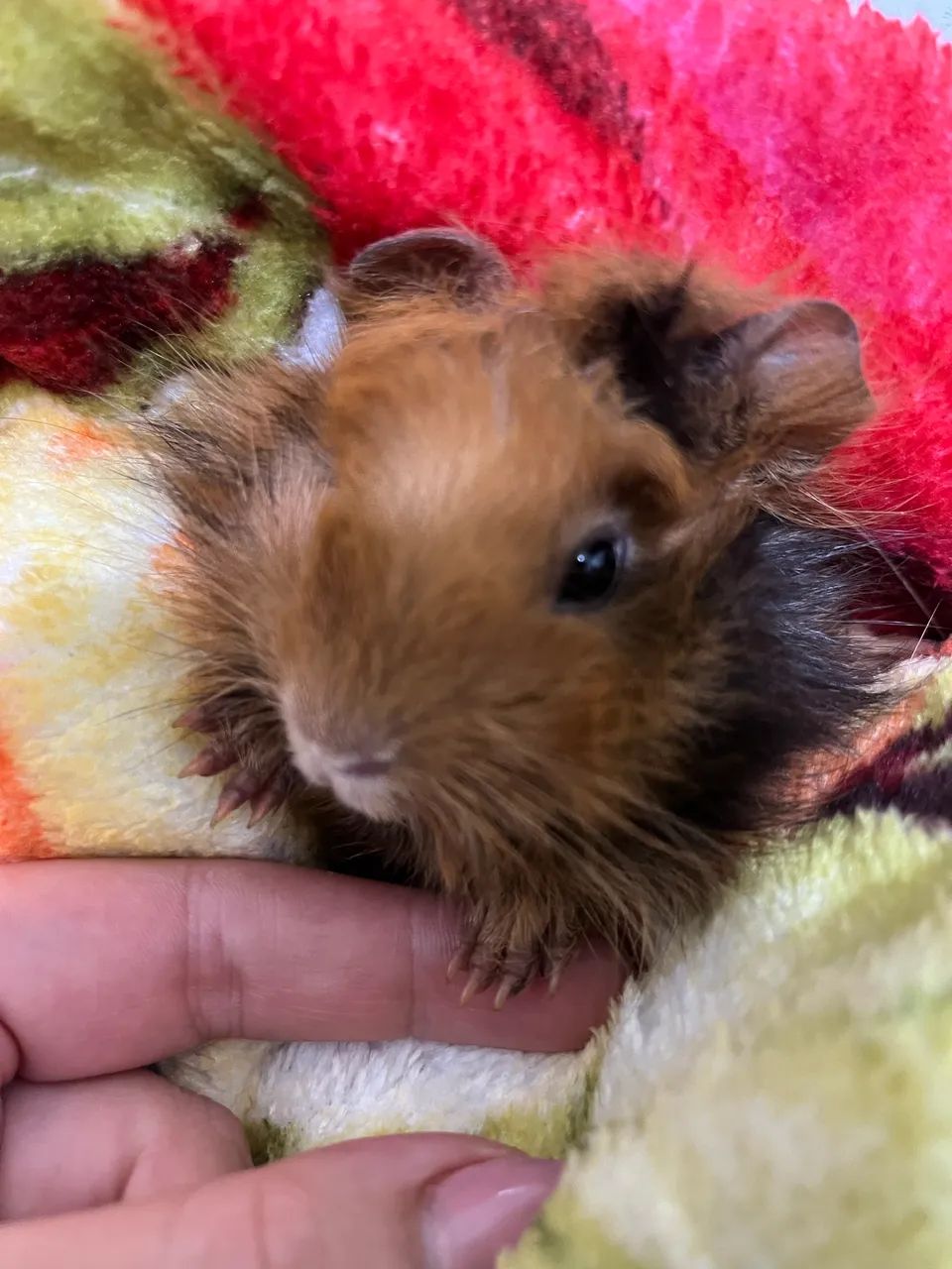 Porquinho da índia  ler descrição 65203908188801120