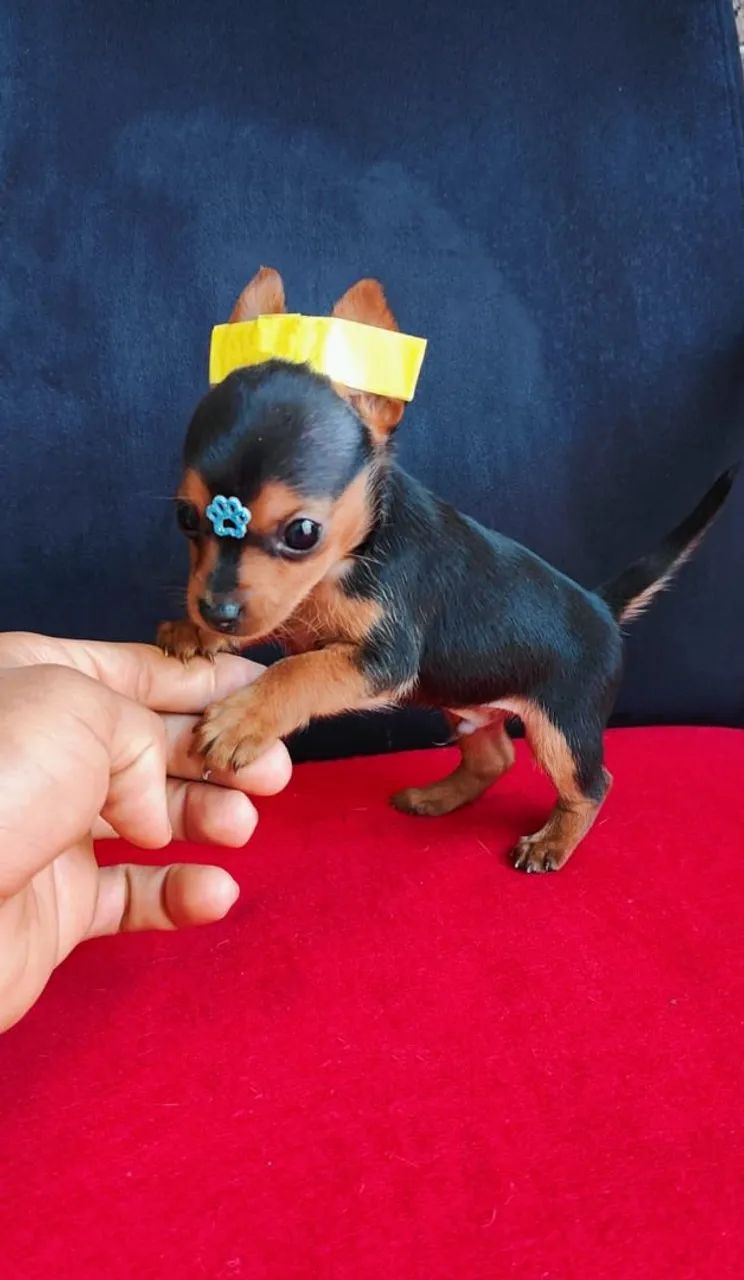 Pinscher Mini  - Foto 2