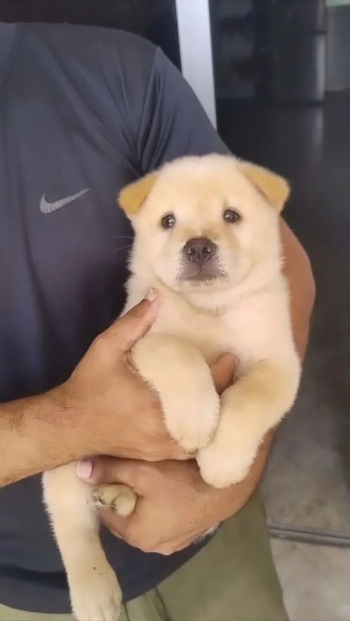 Chow Chow macho puro - Foto 2