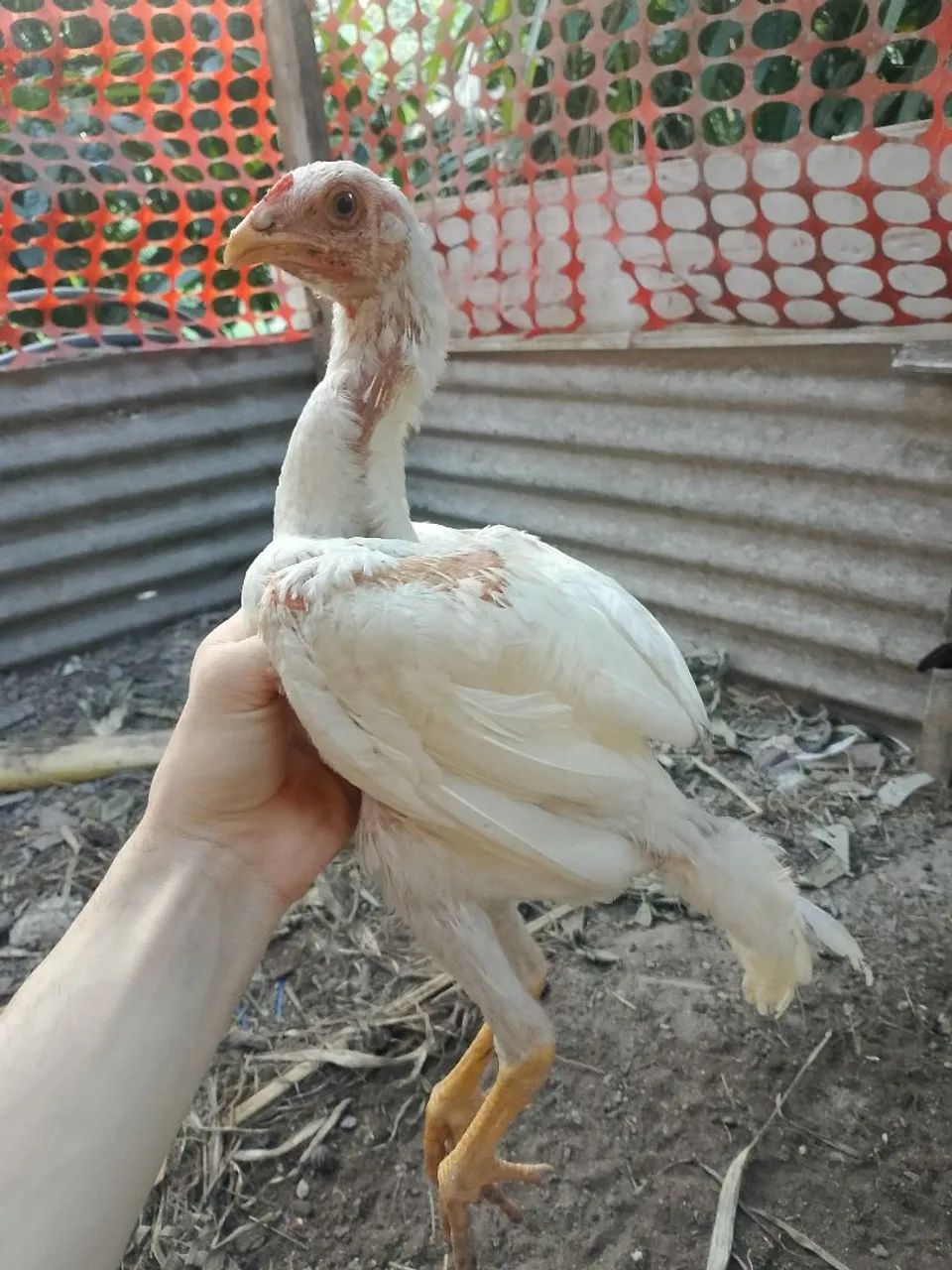 Troco Frango Branco carioca cuiabano - Foto 4
