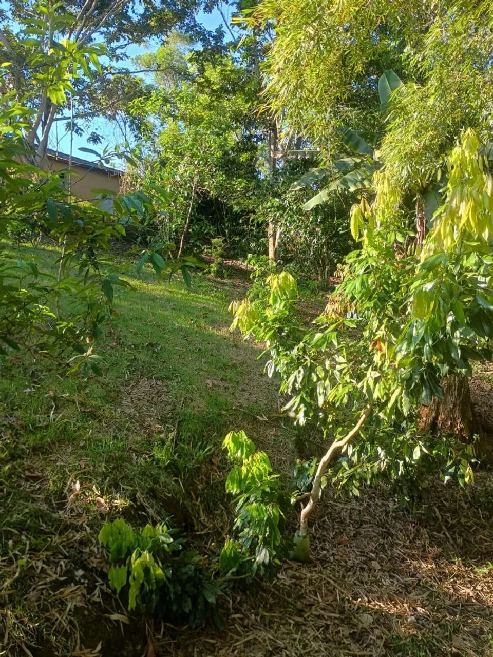 Vendo um sítio - Foto 4