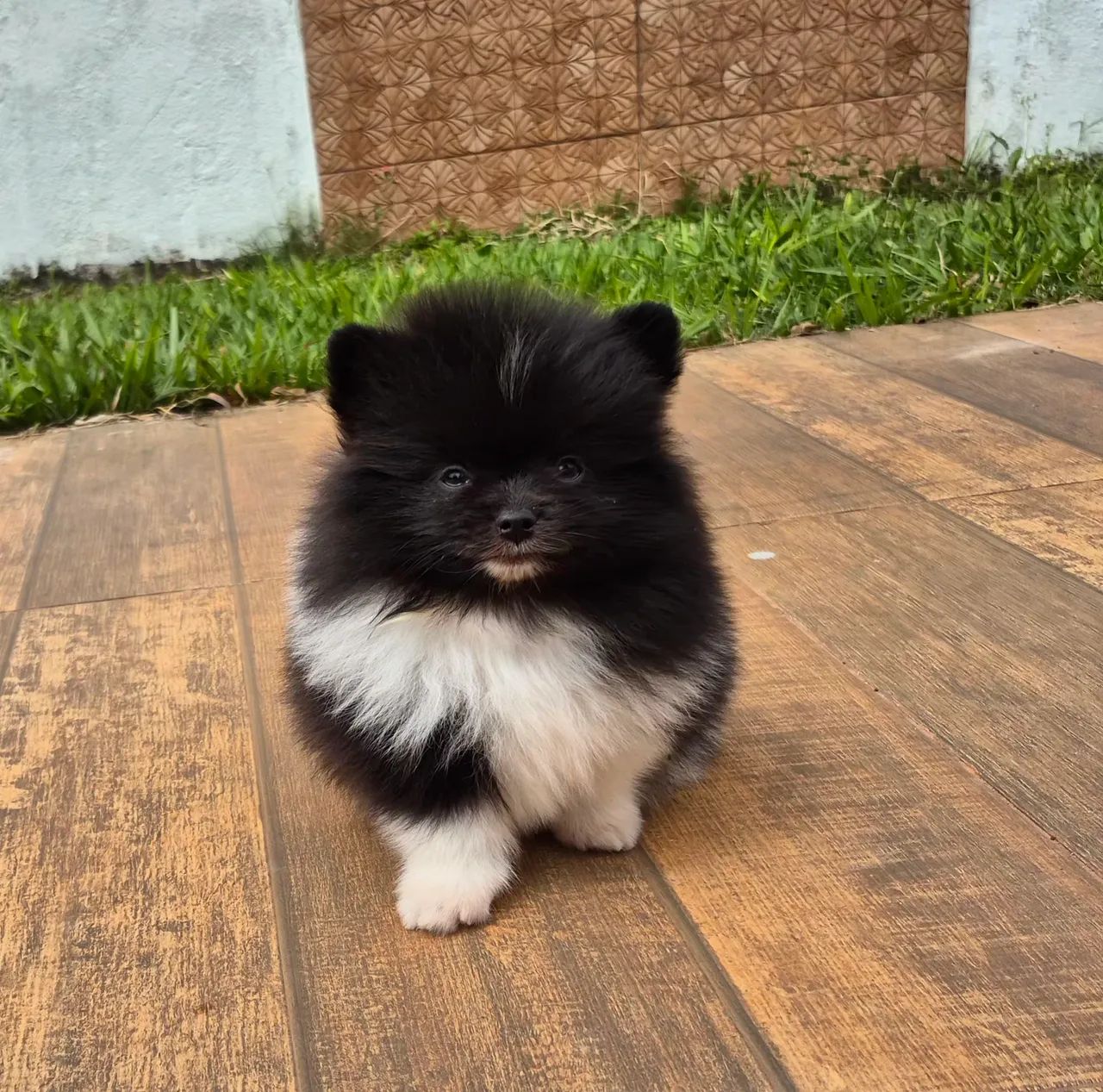 Spitz alemão macho com pedigree e parcelamento sem juros - Foto 4