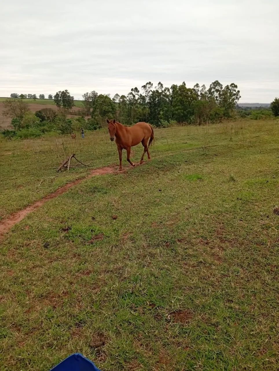 Égua Arriada  - Foto 5