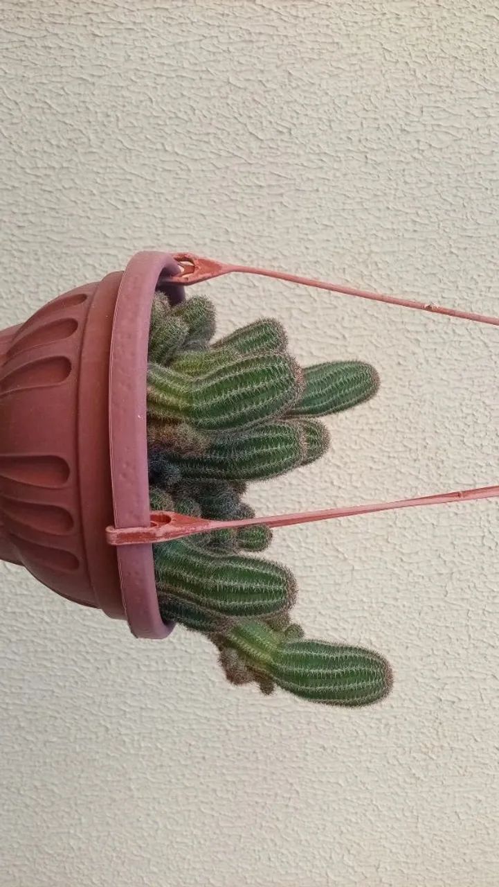 Cacto - Foto 4