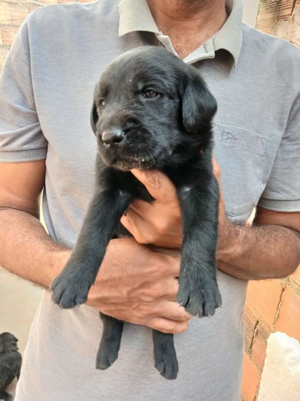 Filhotes de Golden com labrador  - Foto 5