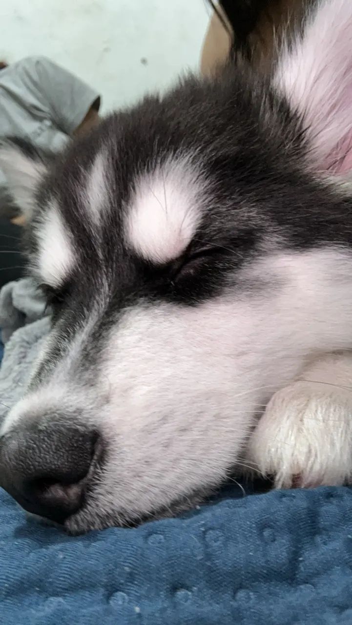 Husky siberiano - Foto 3