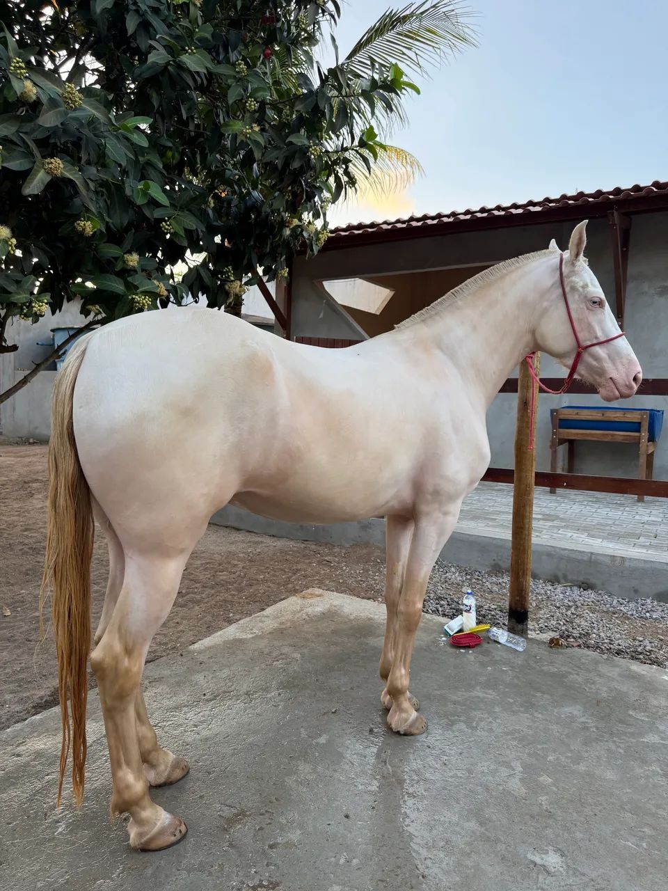 Égua Gaiza MM - Foto 2
