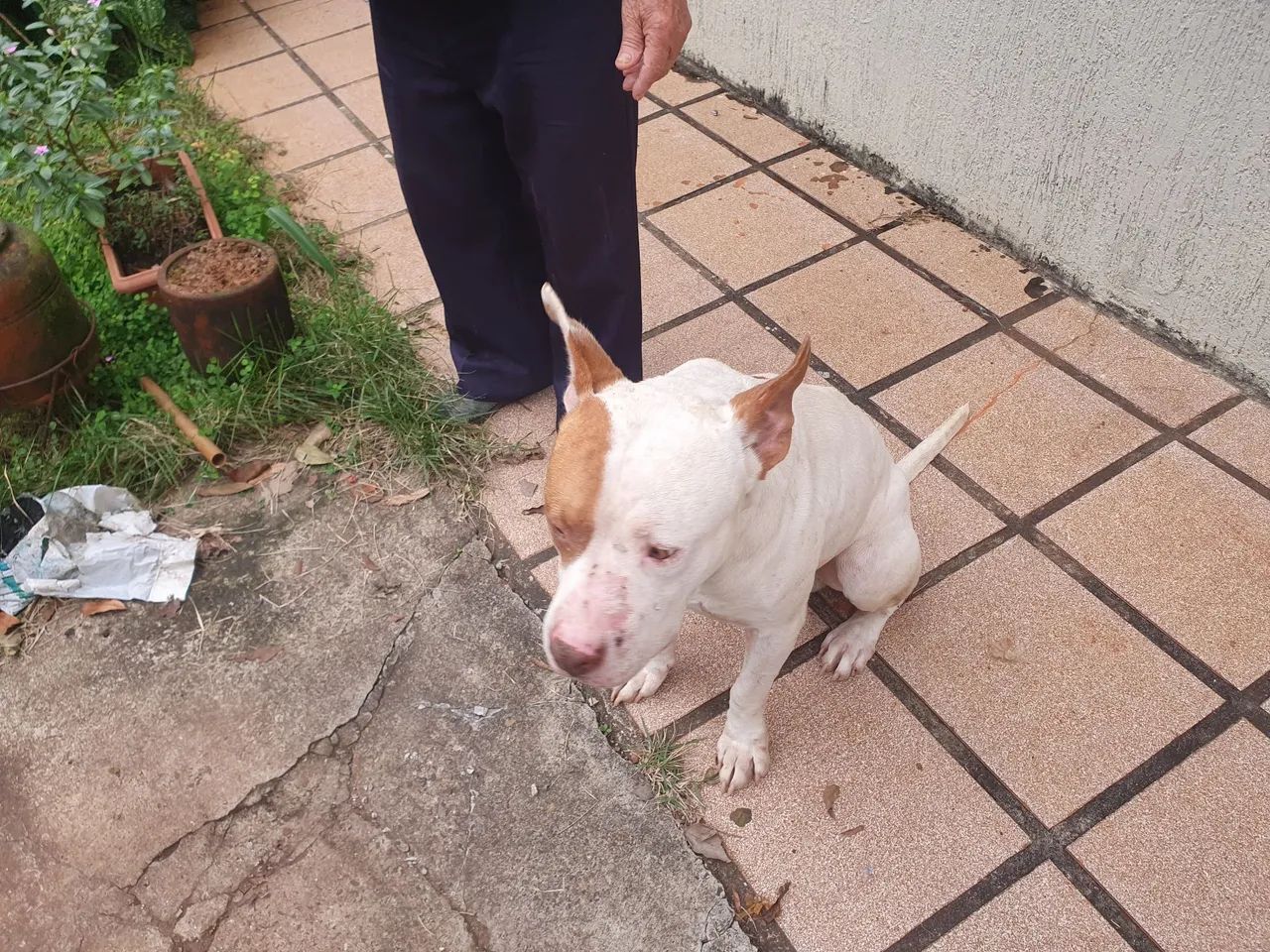 Doa se pitbull - Foto 5