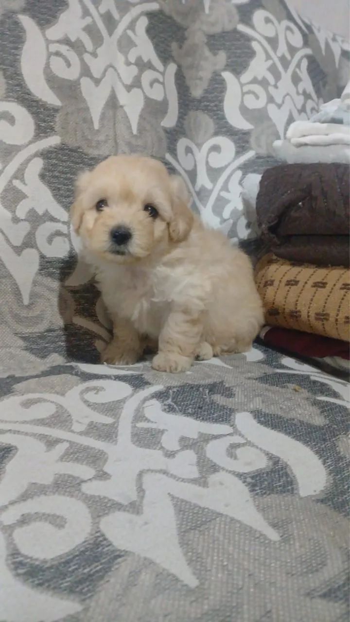 Filhote macho poodle