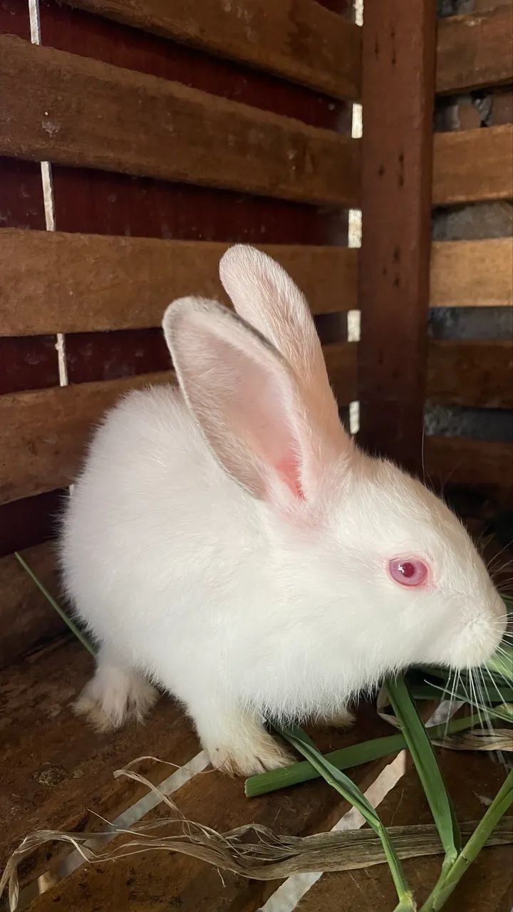 Coelhos comuns  - Foto 3