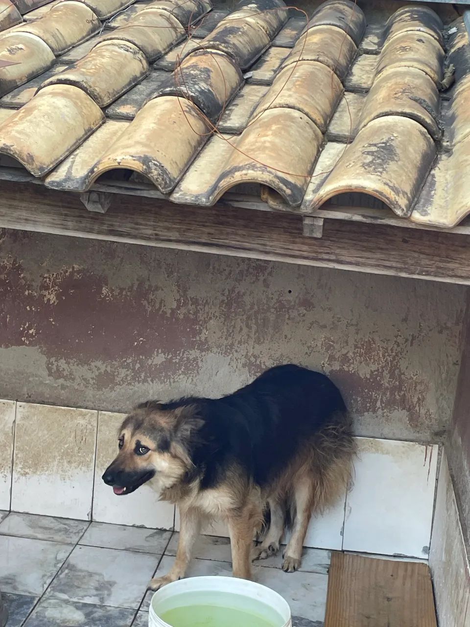 Doa-se cachorra 