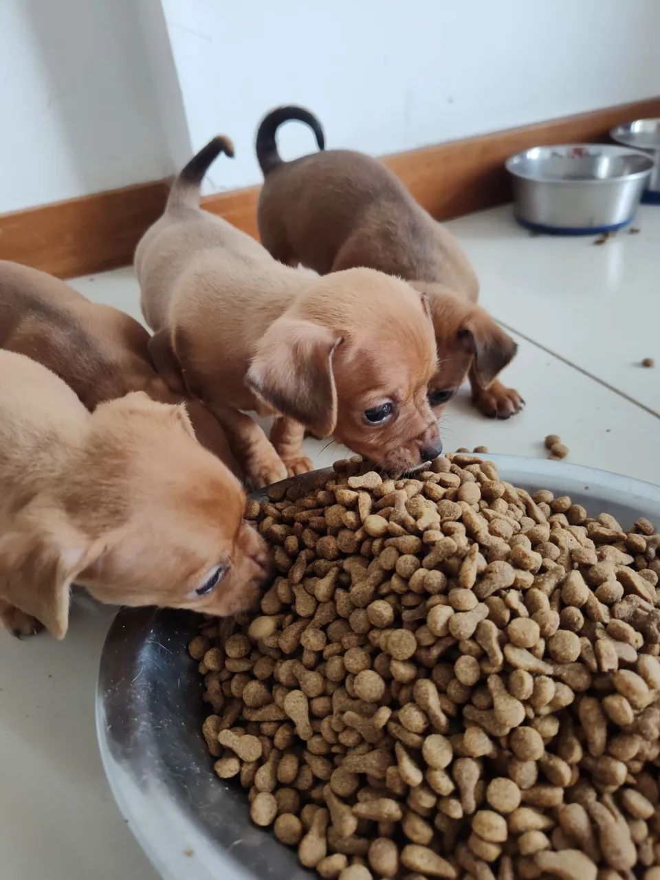 Filhotes de Pinscher  - Foto 3