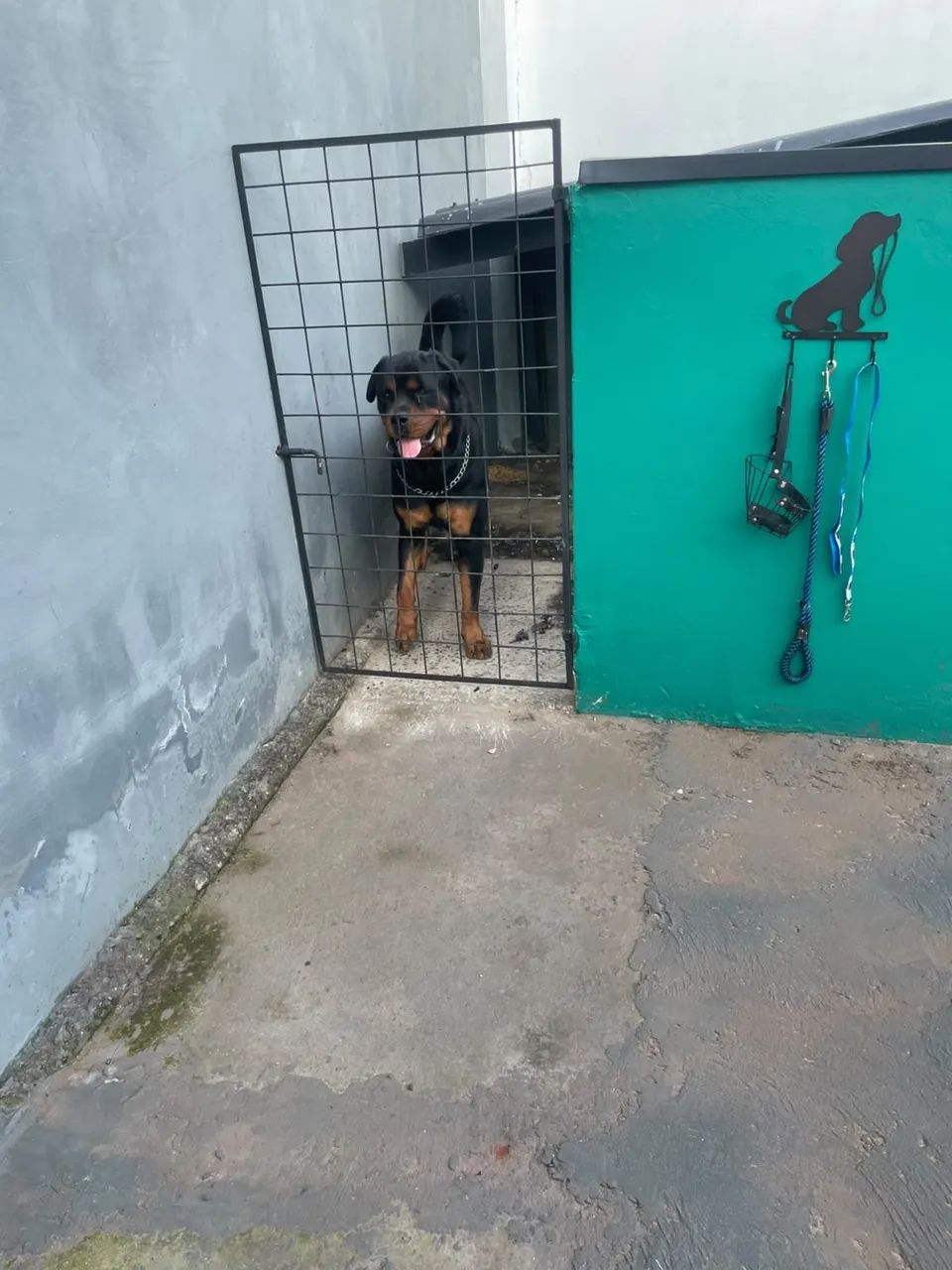 Rottweiler - Foto 5