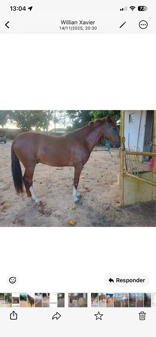 Venda de cavalo  - Foto 2