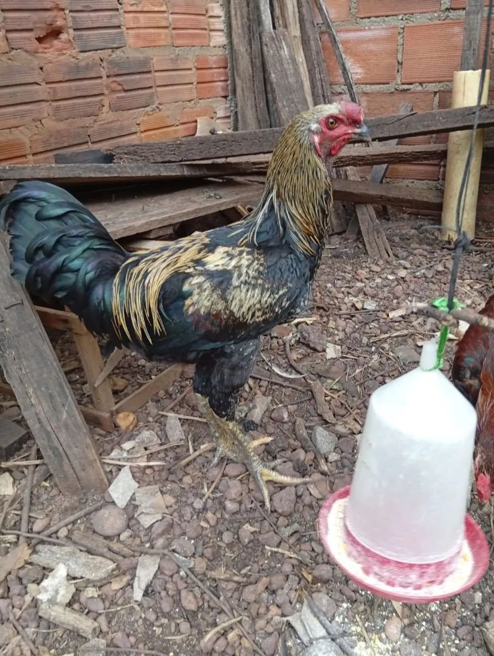 Frango Caipira  - Foto 3