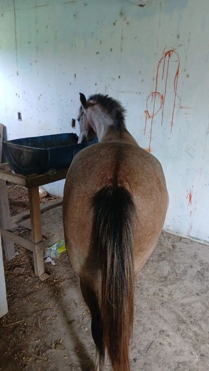 Uma poutra  - Foto 2
