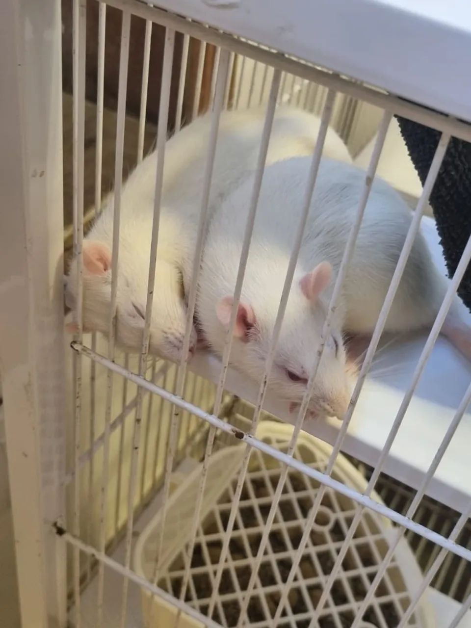Rato twister 