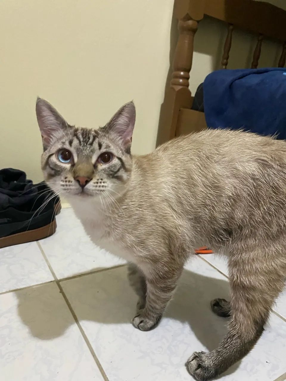 Doa-se gato siamês 