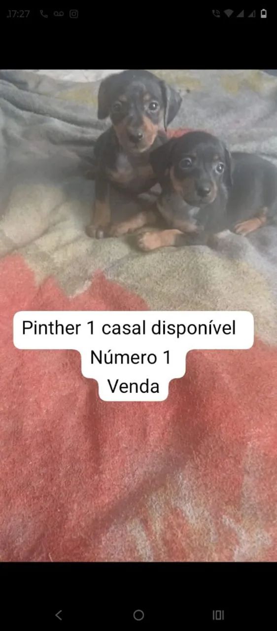  Casal  de Pincher número 1  