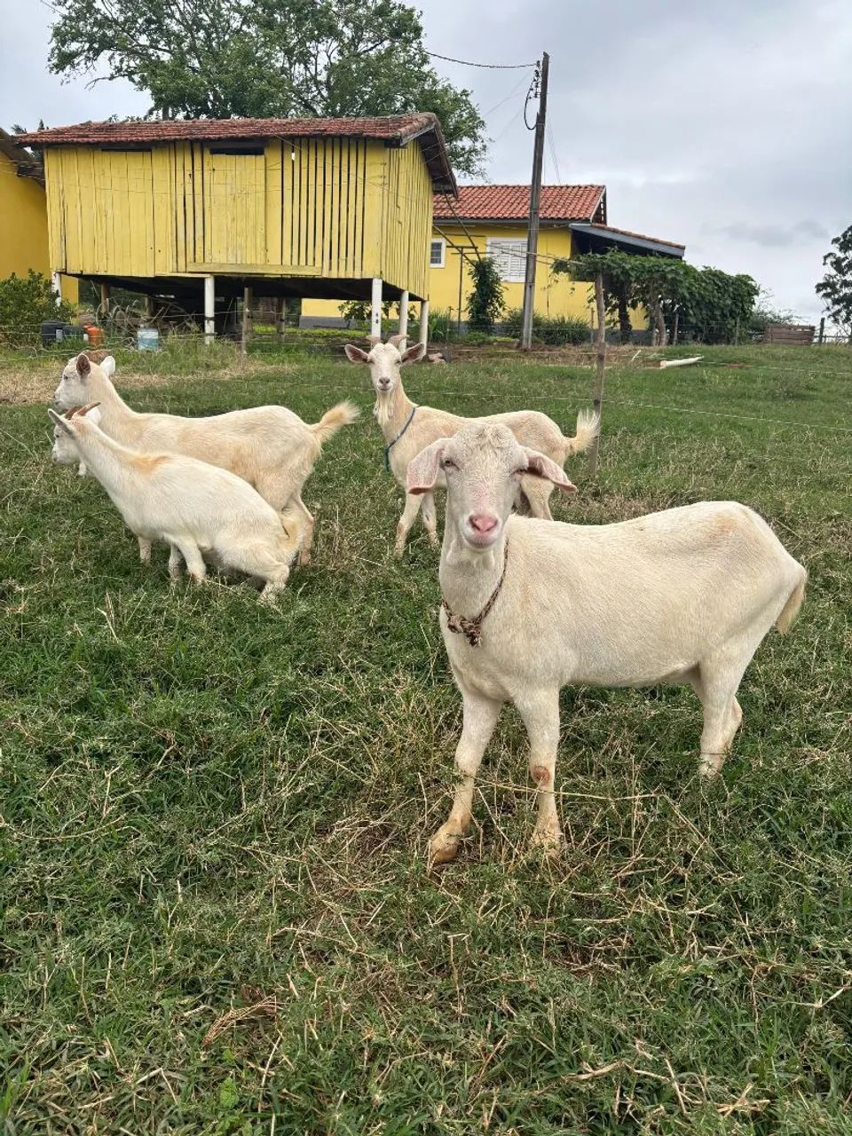 Cabras a venda - Foto 3
