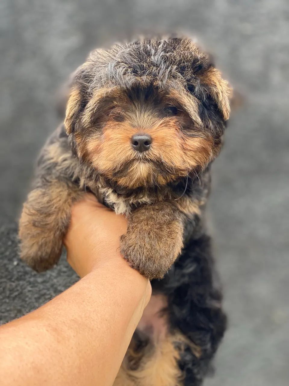 Yorkshire terrier  - Foto 3