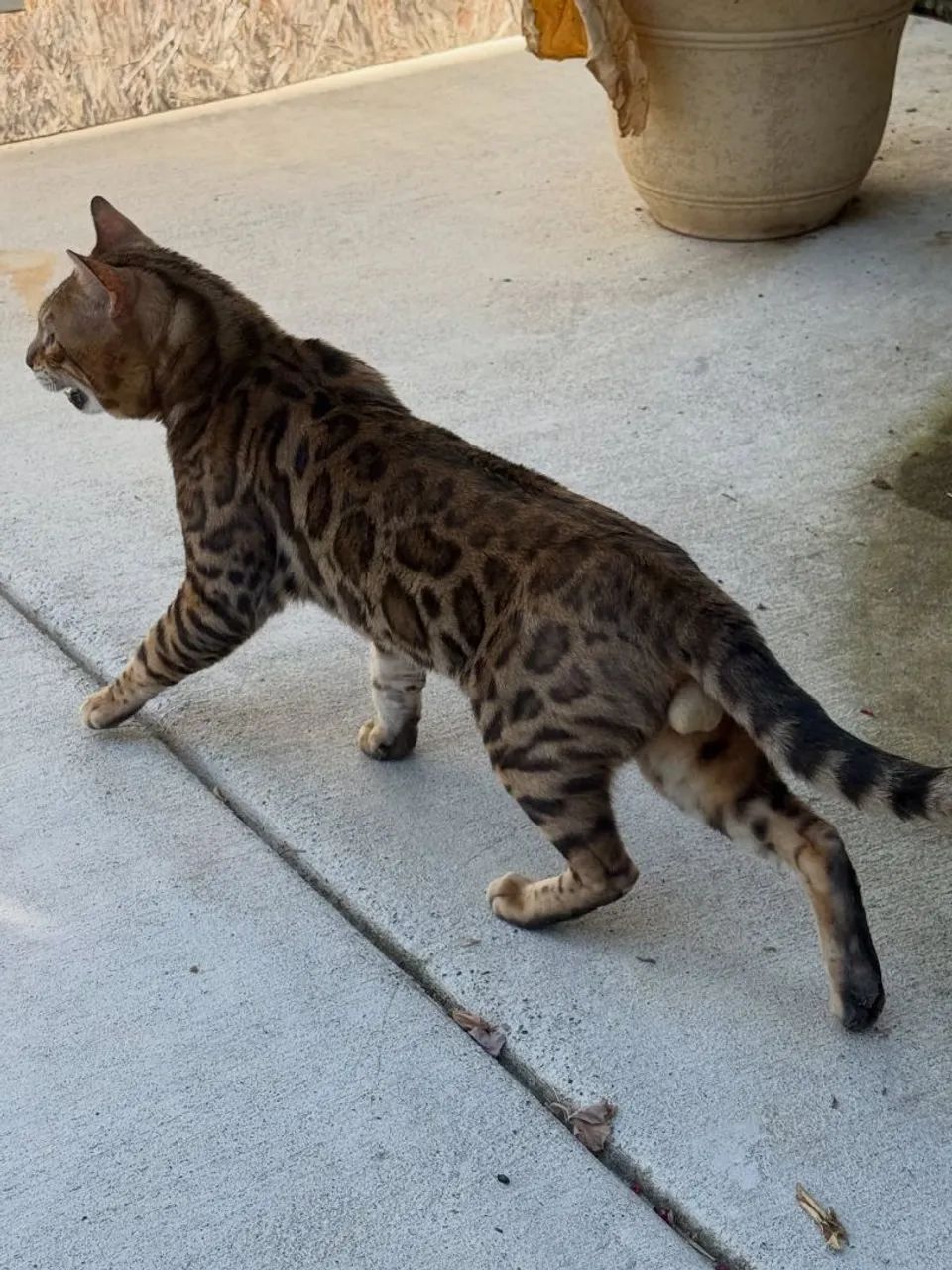 Bengal Macho - Foto 3