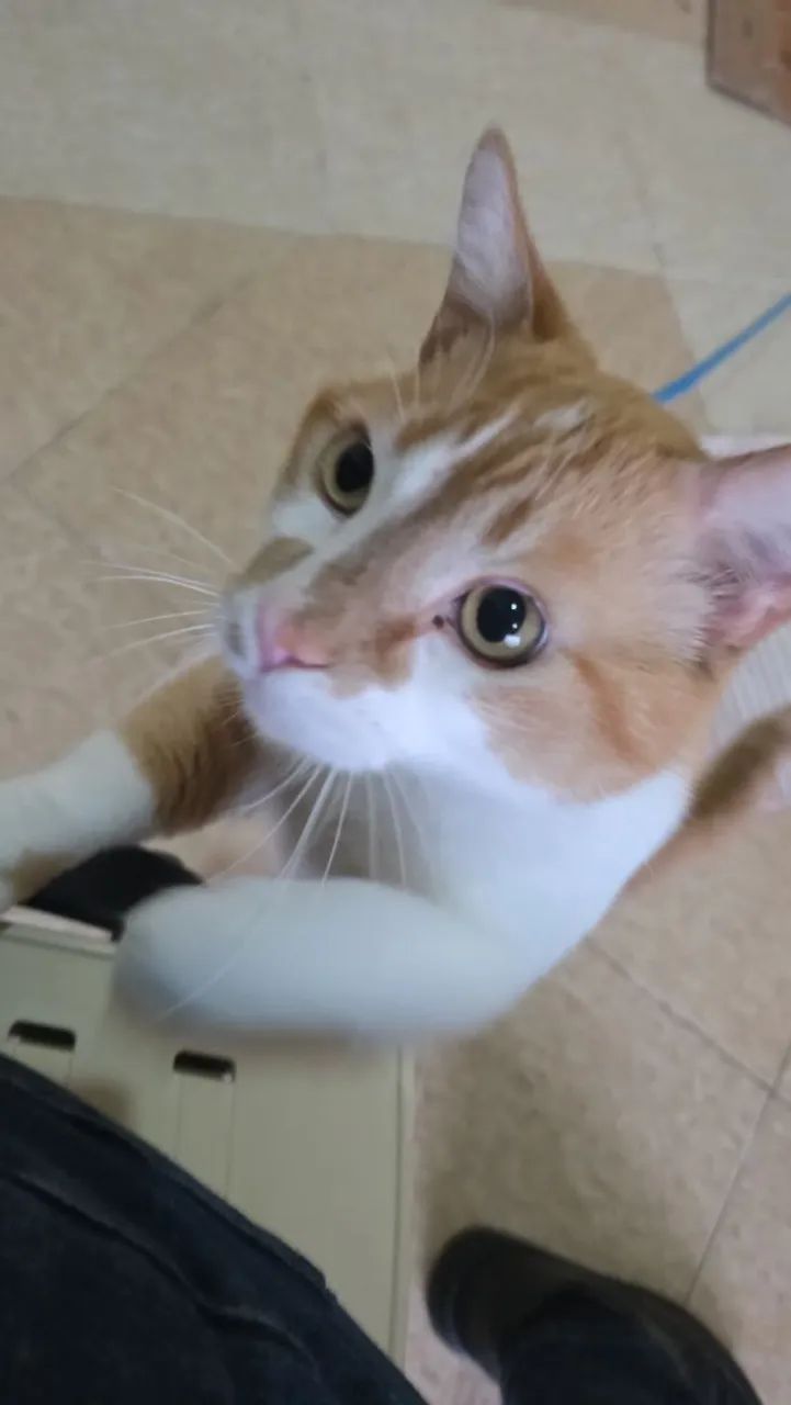 Doação de gato - Foto 2