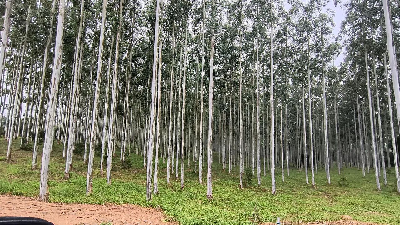 Venda de Mato Floresta de Eucalipto - 12 hectares - Sentinela do Sul  - Foto 2