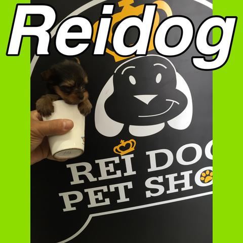 Lindos yorkshire Reidog Loja Maceió em13x