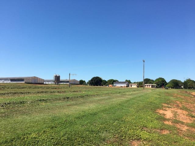 Granja com área de 40 hectares, localizada a 50 km de Lucas do Rio Verde - Foto 18
