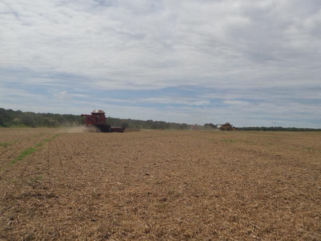 Fazenda 3.771 Hectares Plantando Lavoura - Canarana - MT - Foto 4