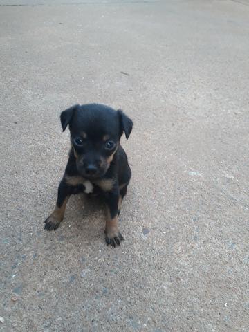 Pinscher Dog Black