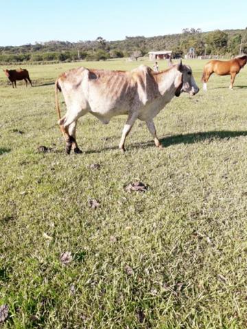 Vendo GADO - Foto 6