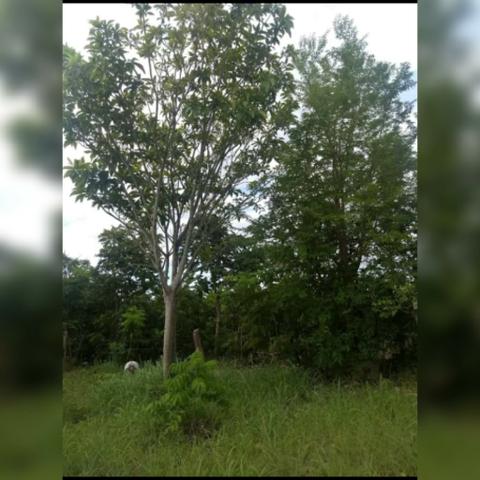 Sítio com área de 15,5hectares , Região da guia - Foto 2