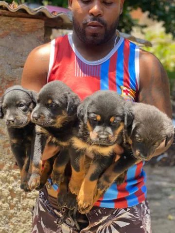 Vende-se filhotes de Rottweiler Puros  - Foto 3