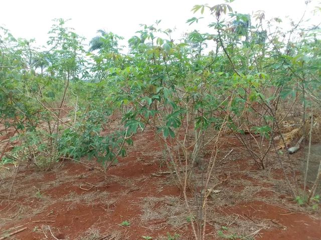 Vendas de ramas de mandioca