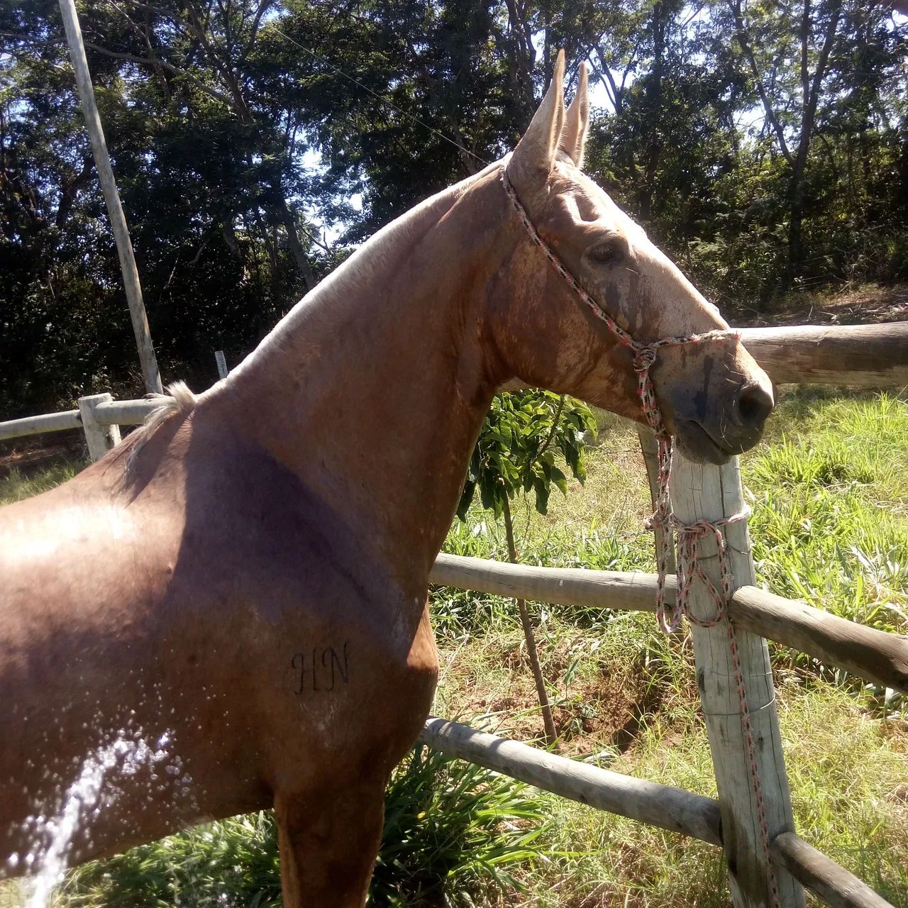 Égua Campolina Marcha Picada. - Foto 2