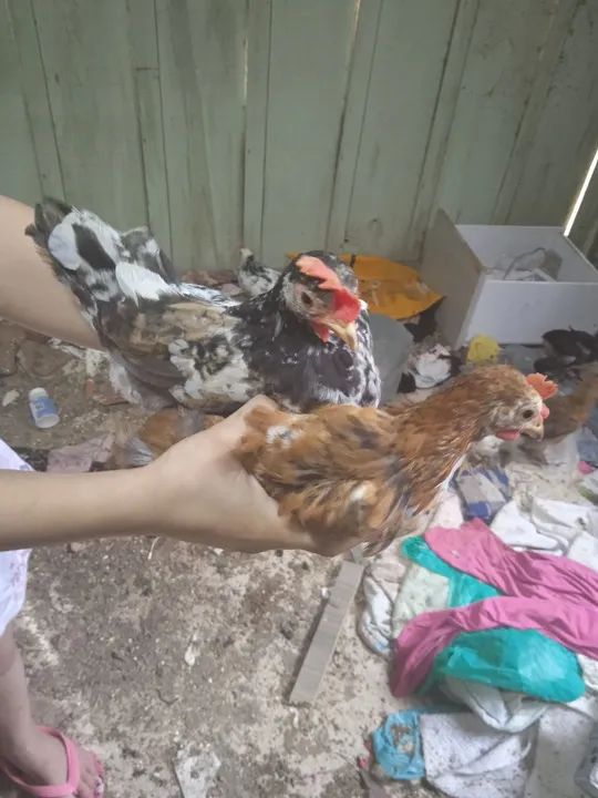 Frongos Nagasaki  - Foto 5