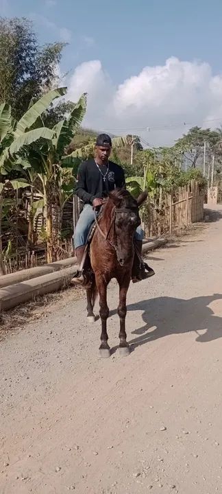 Cavalo marcha picada  castrado - Foto 4