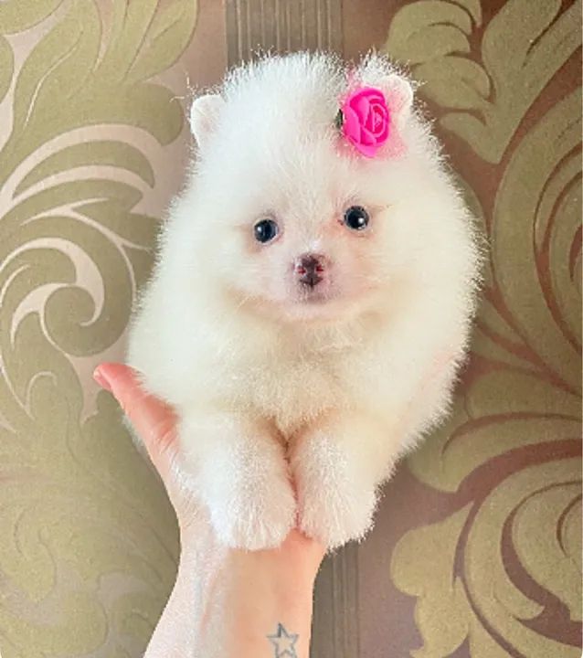 Pomerânia Fêmea, Branca  - Foto 2