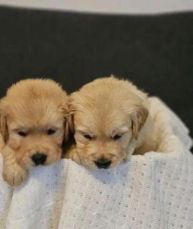Filhotes Golden Retriever - Lindos! - Foto 3