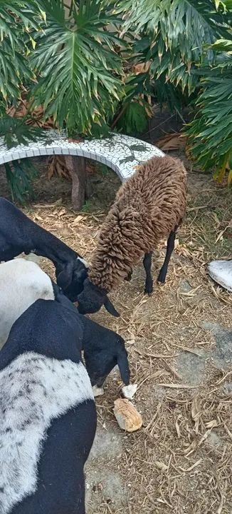 Carneiro santa Inês 