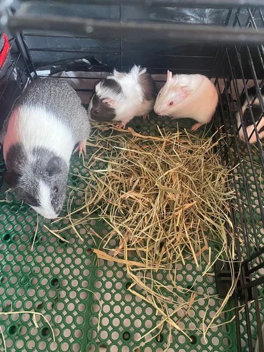 Quatro porquinhos da índia  - Foto 2