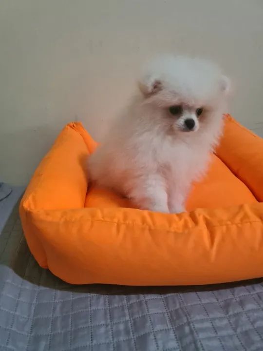 Fofurinha com Desconto Imperdivel!!! - Foto 2